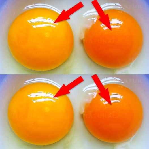 This Is What the Color of Your Egg Yolk Means