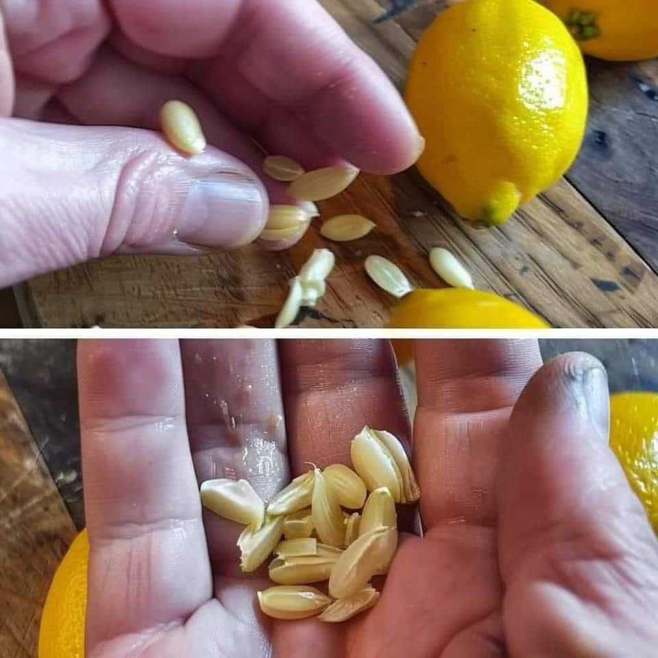When squeezing lemons