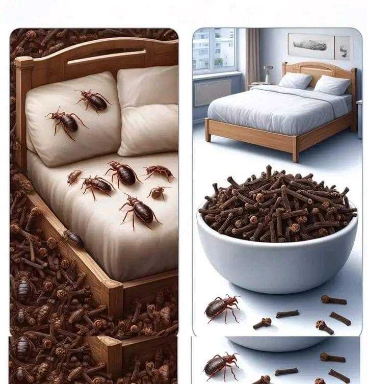 BED BUG HOME MADE REPELLANT