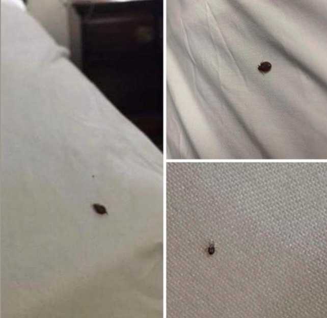 If you find a tick inside your home, here’s what you need to know