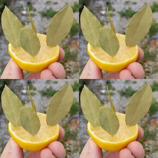 Bay leaves and lemon in herbal tea? A drink with a thousand properties