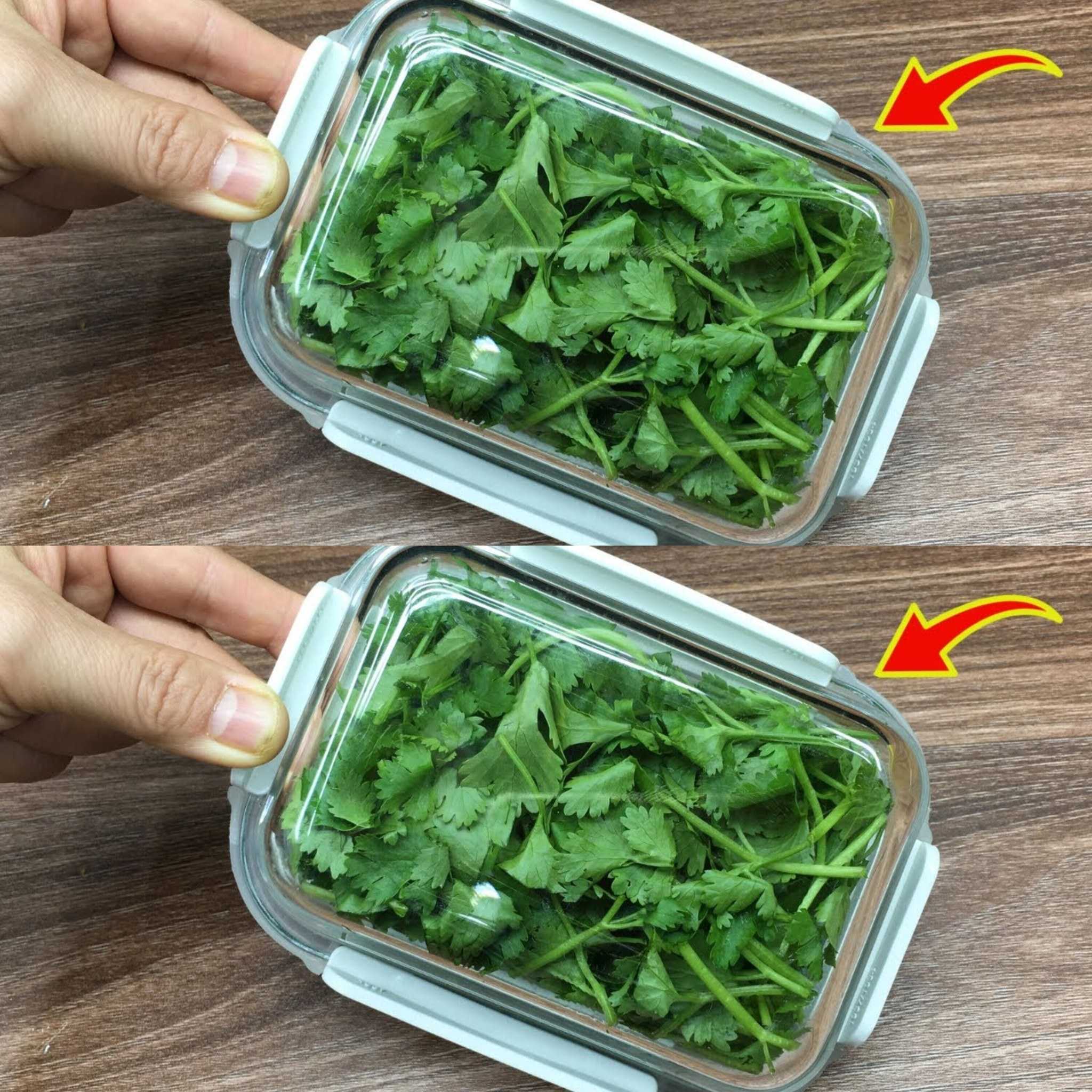 Preserve Coriander Like A PRO For 12 Months Without Effort