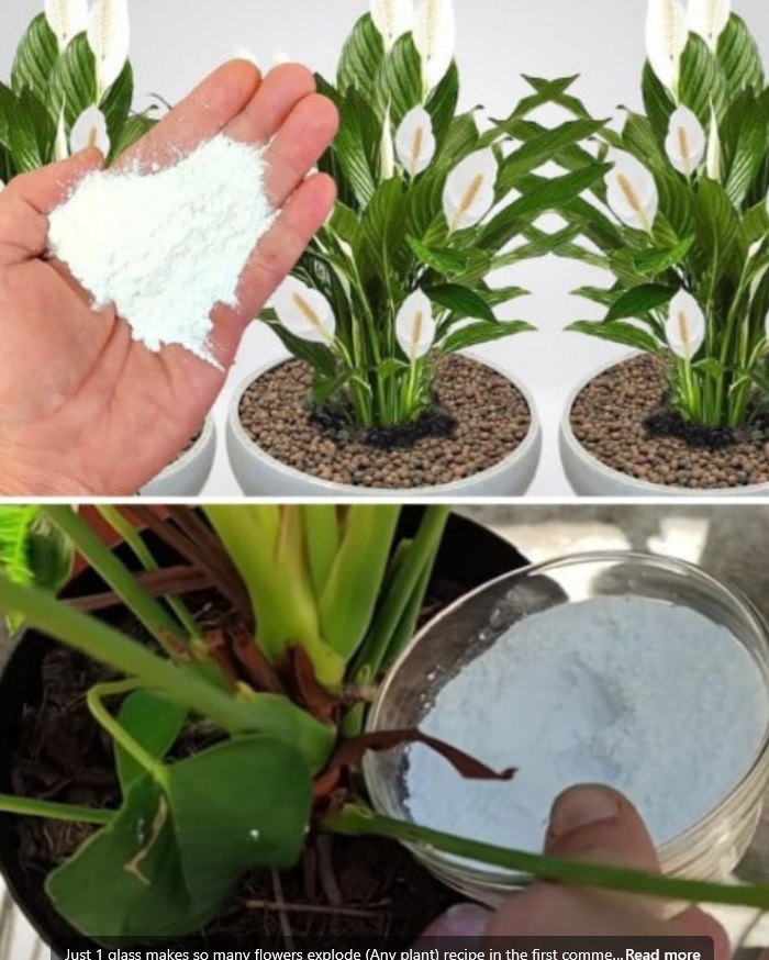 Just 1 glass makes so many flowers explode (Any plant) recipe in the first comment