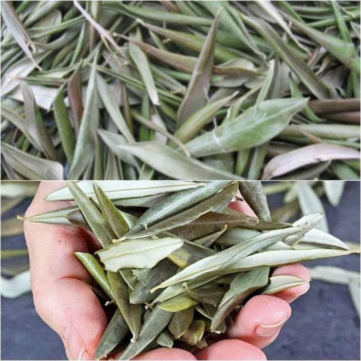 Discovering the Wonders of Dried Olive Leaves