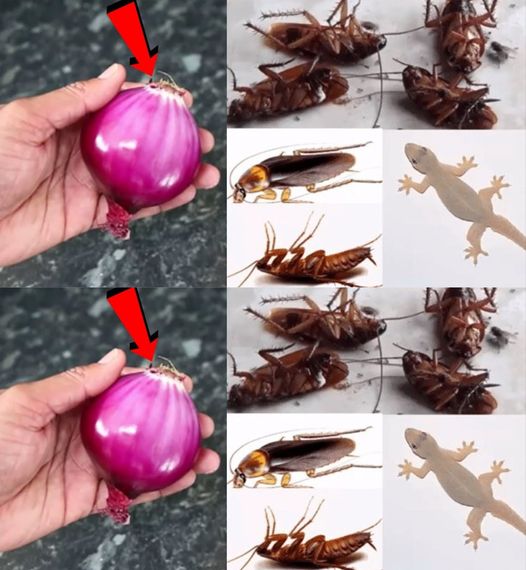 How to keep insects away from your home with baking soda?