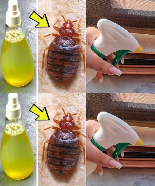 Spray This on Your Window Rails: Insects, Bedbugs, and Flies Will Disappear