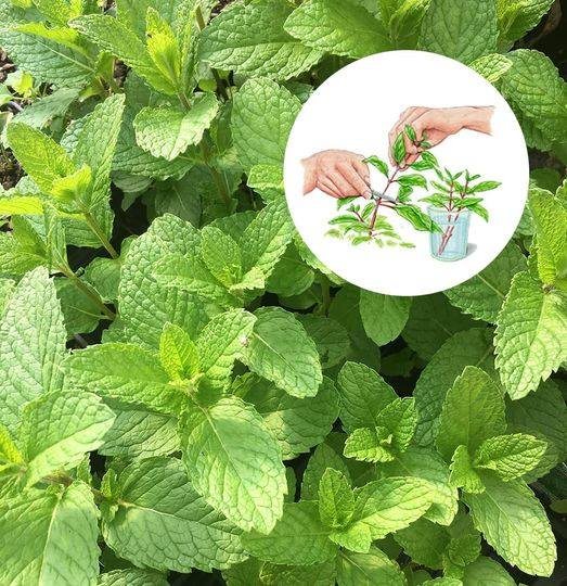10 reasons to start growing mint at home (and how to do it)