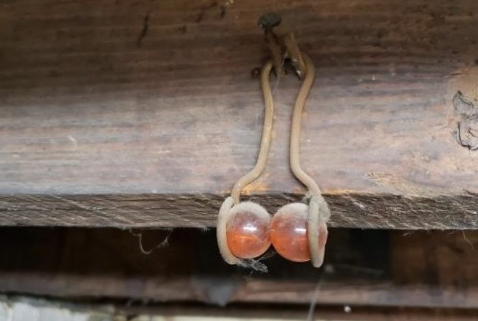 If you see this hanging from the rafters of your home, here’s what it means