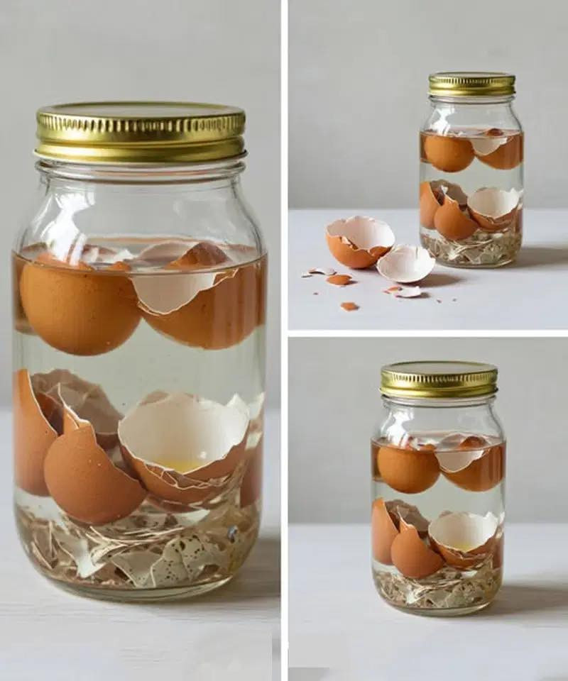 Eggshells, don’t throw them away: soak them in hot water and see what happens