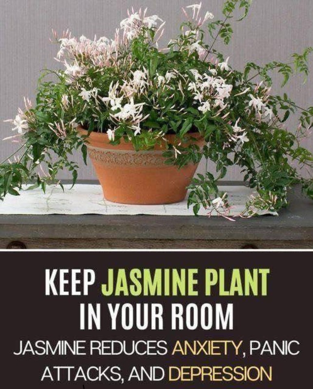 Keep Jasmine Plant in Your Room: Jasmine Can Reduce Anxiety, Panic Attacks, and Depression