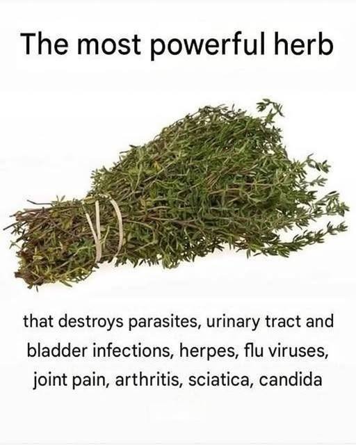 THE MOST POTENT HERB THAT DESTROYS PARASITES, URINARY TRACT & BLADDER INFECTIONS, HERPES, AND FLU VIRUSES