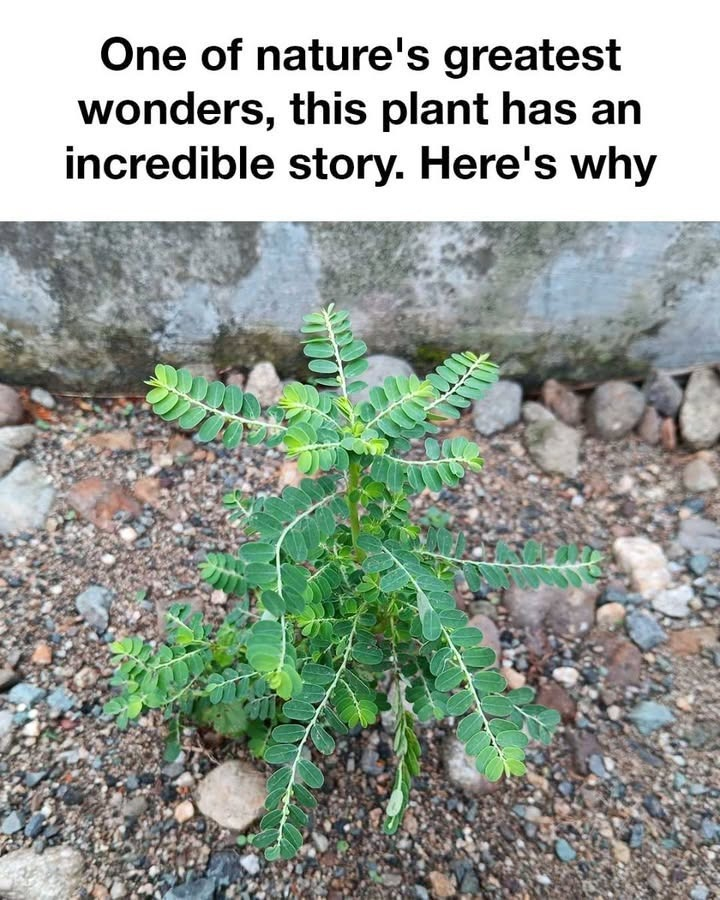 I had no idea! Fascinating