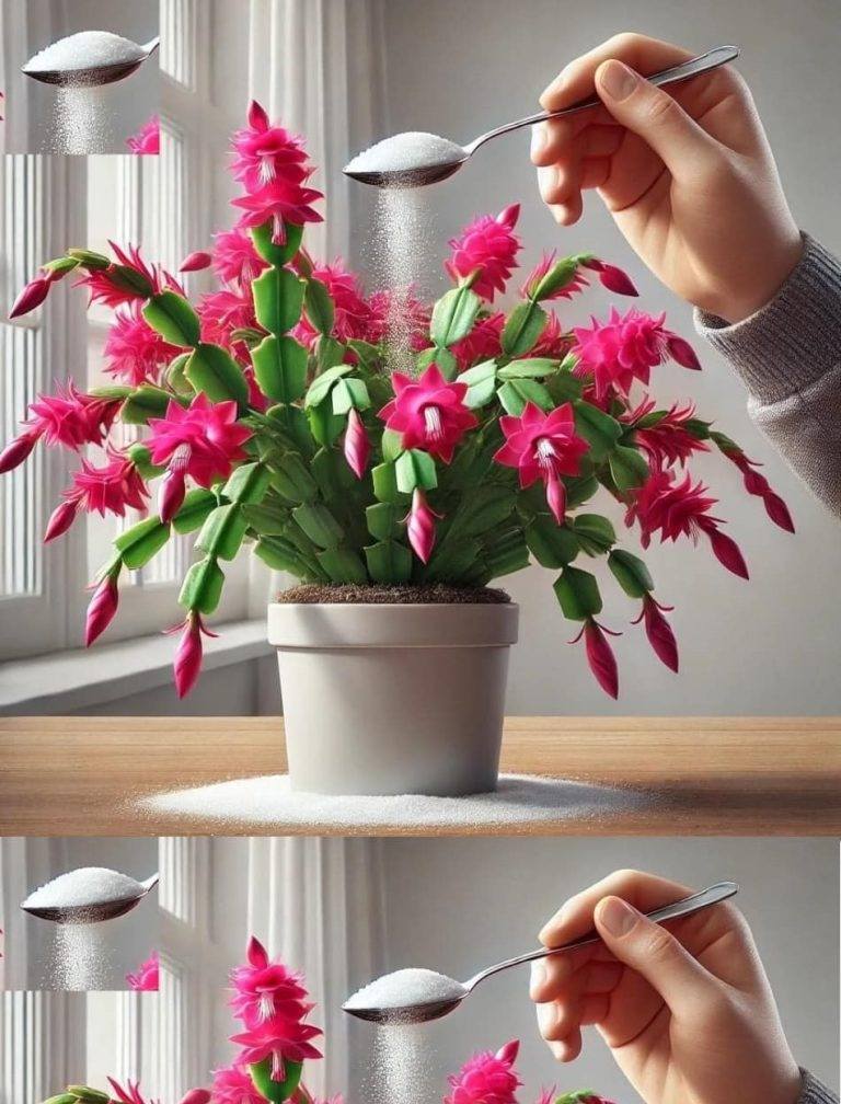 Just 1 teaspoon is enough to make any plant beautiful, fruitful, lush and healthy!