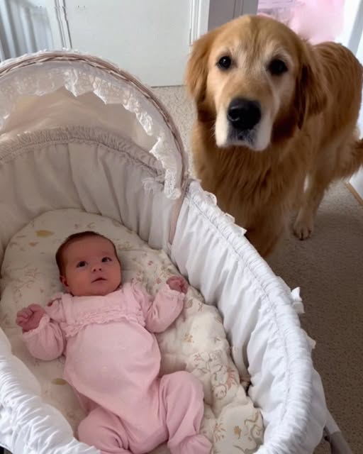 We Nearly Gave Away Our Golden Retriever Because He Barked at the Nanny — But Then I Checked the Camera Footage and Was Stunned